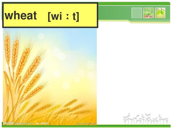 wheat-wheat翻譯