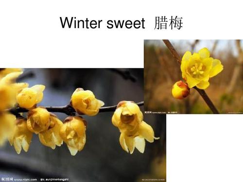 winter sweet-winter sweet翻譯