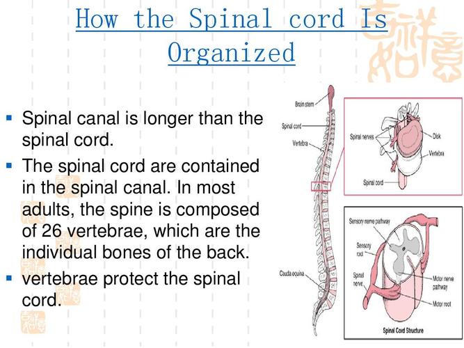 spinalcord-spinal cord