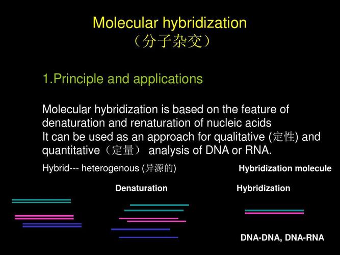 雜交hybridization-hybridization