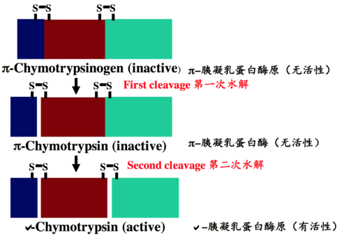 pepsin-pepsinogen