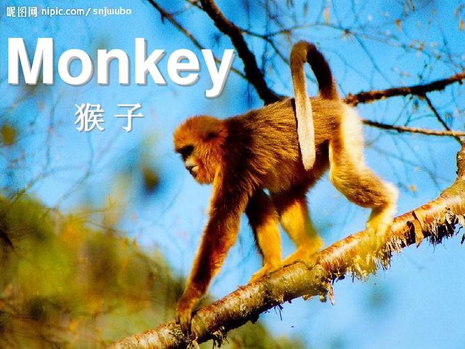 猴子用英文怎么說-猴子用英文怎么說monkey