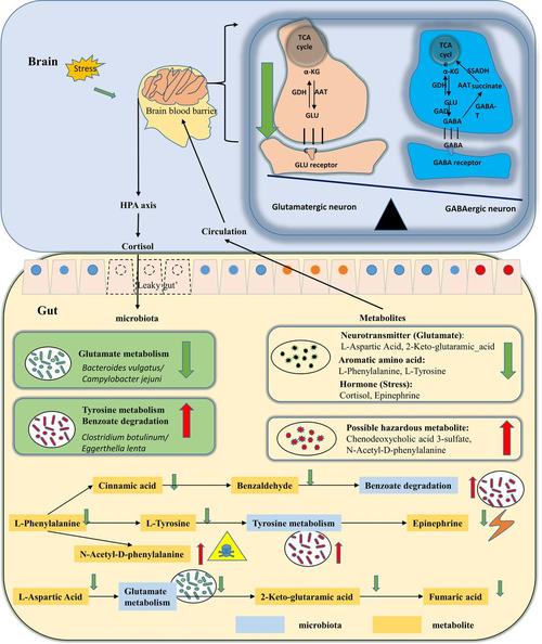 alterations-alterations in the gut