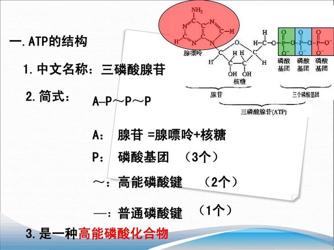 atp-atp三磷酸腺苷