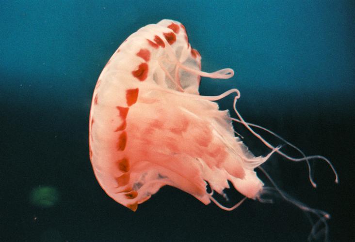 jelly-jellyfish