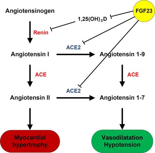 fgf-fgf23