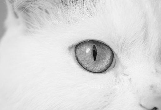 cat eye-cat eyes