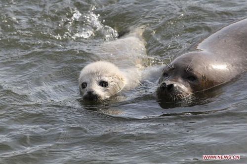 seal-seal怎么讀英語(yǔ)