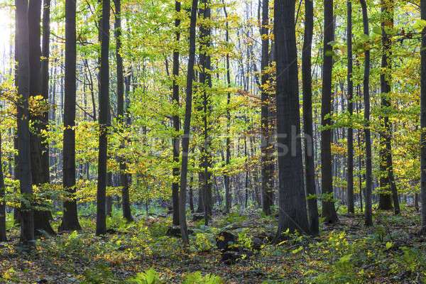 forest tree-forest trees