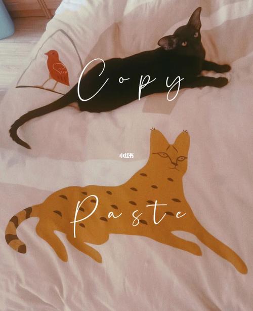 copycat什么意思-copy是什么意思呀