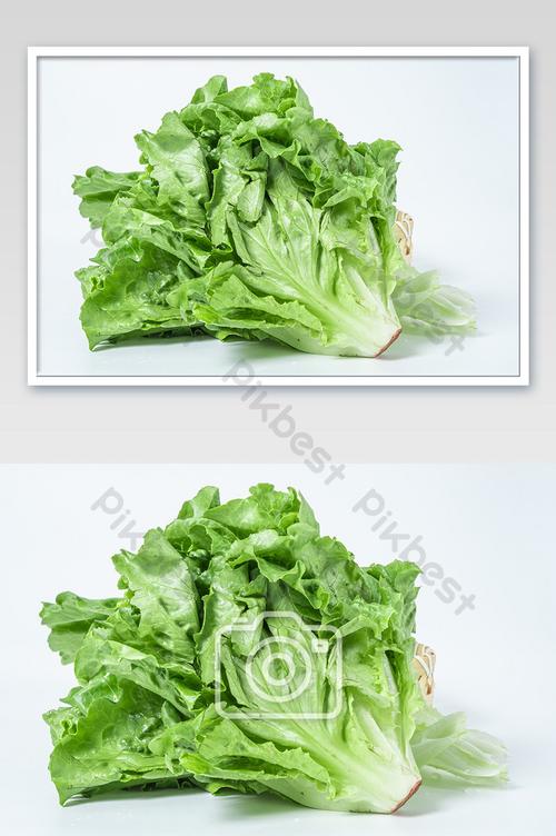 lettuce-lettuces怎么讀