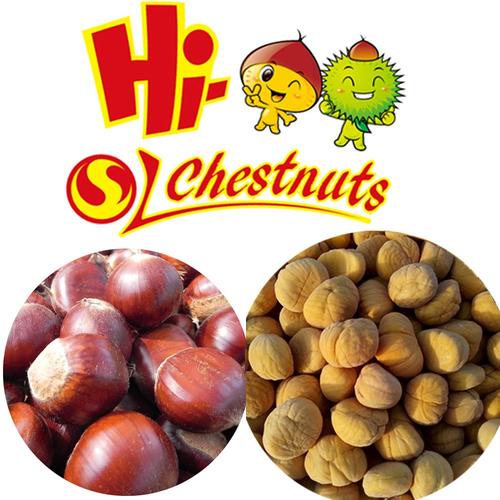 chestnut-chestnut怎么讀