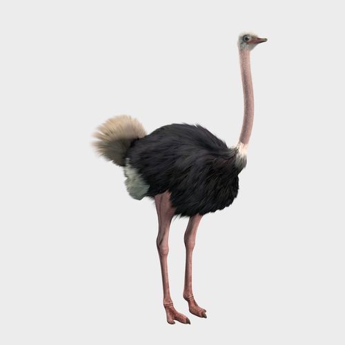 ostrich-ostrich加速器下載