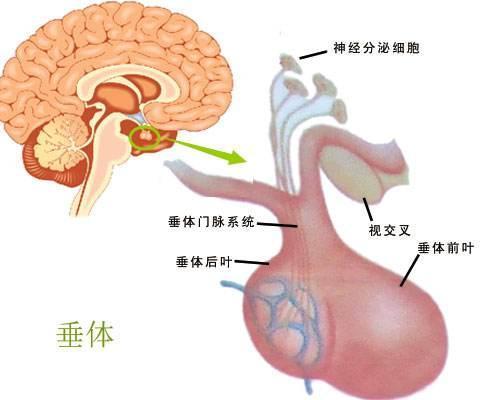 垂體-垂體窩位于哪塊骨上