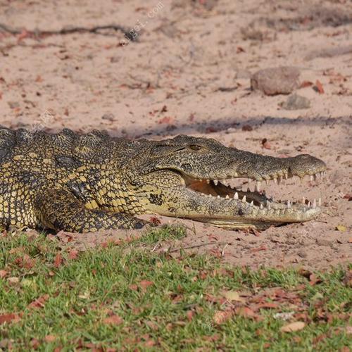 crocodile-crocodile鱷魚(yú)