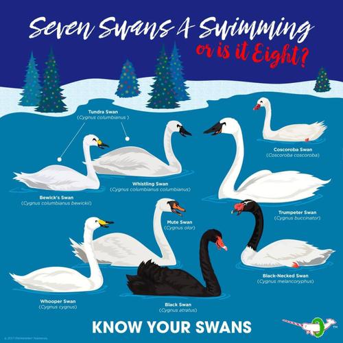 swan-swan是什么意思