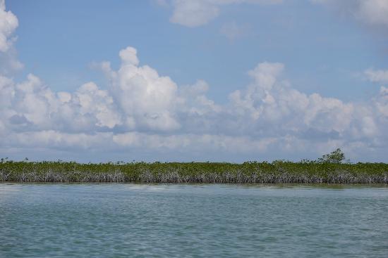 mangrove-mangrove swamps