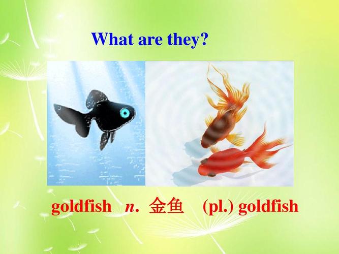 goldfish-goldfish怎么翻譯