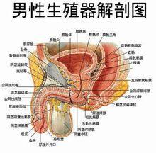 男性生殖器英語-男士的那個(gè)怎么稱呼呢